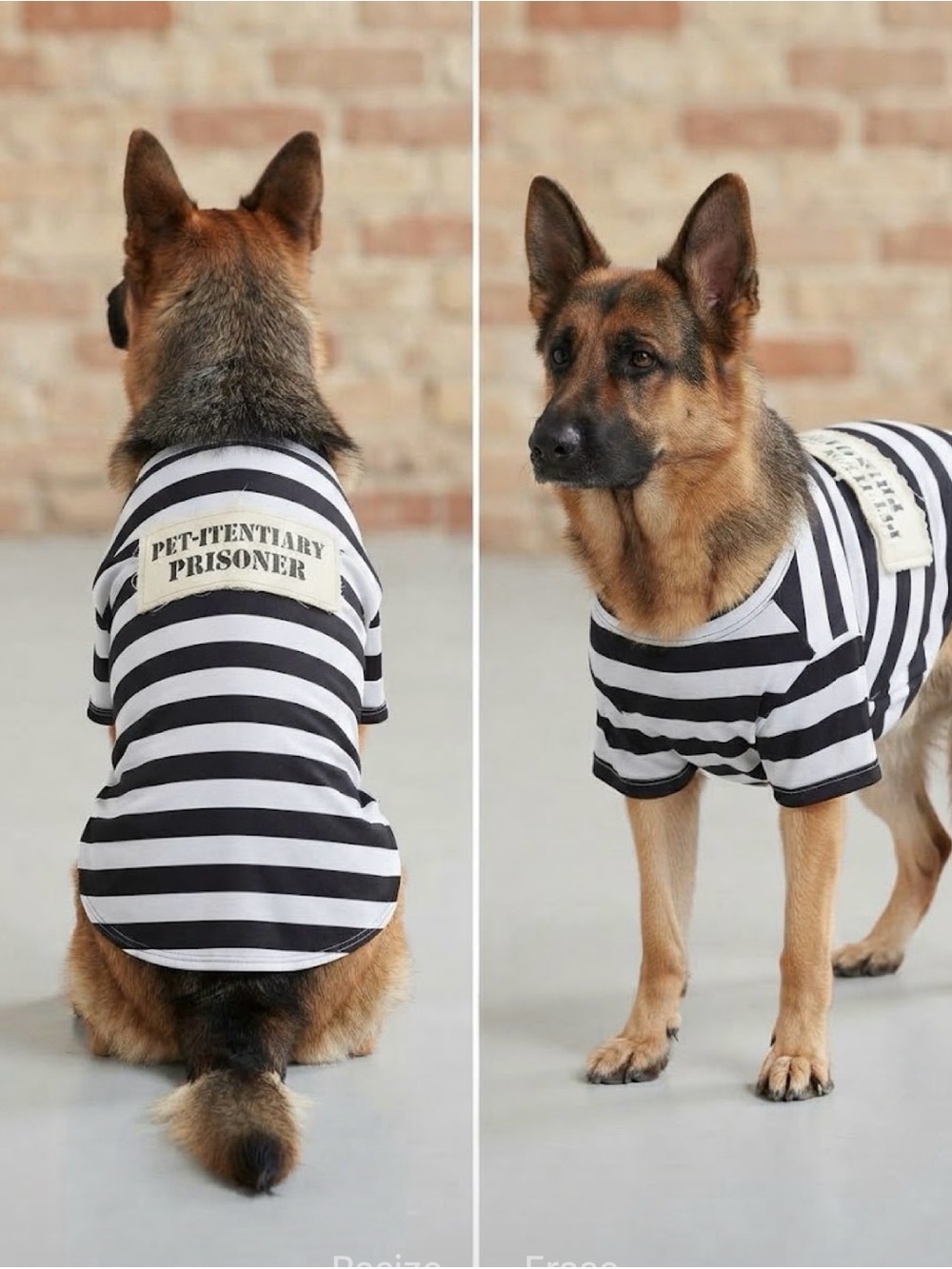 Pet-Itentiary Prisoner Dog Tee 3XL Black/White EUC